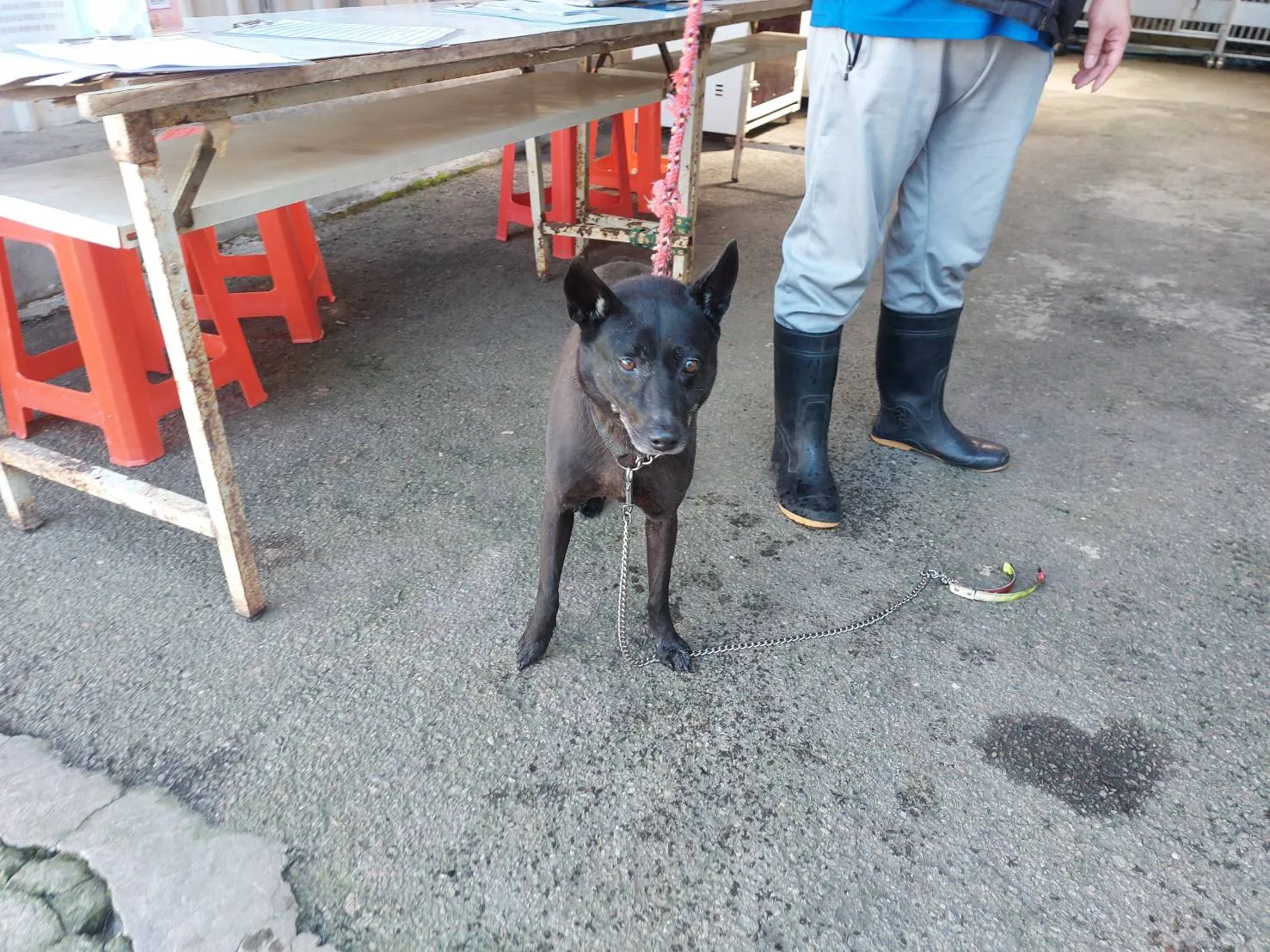 混種犬