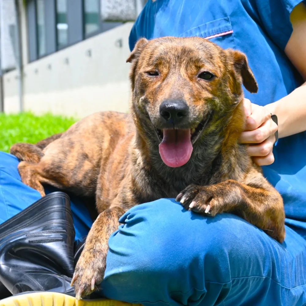 混種犬