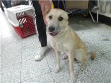 混種犬