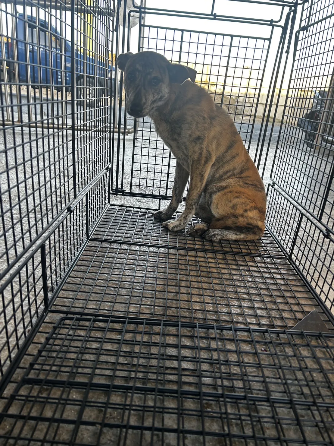 混種犬