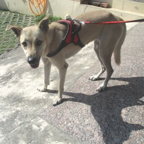 混種犬