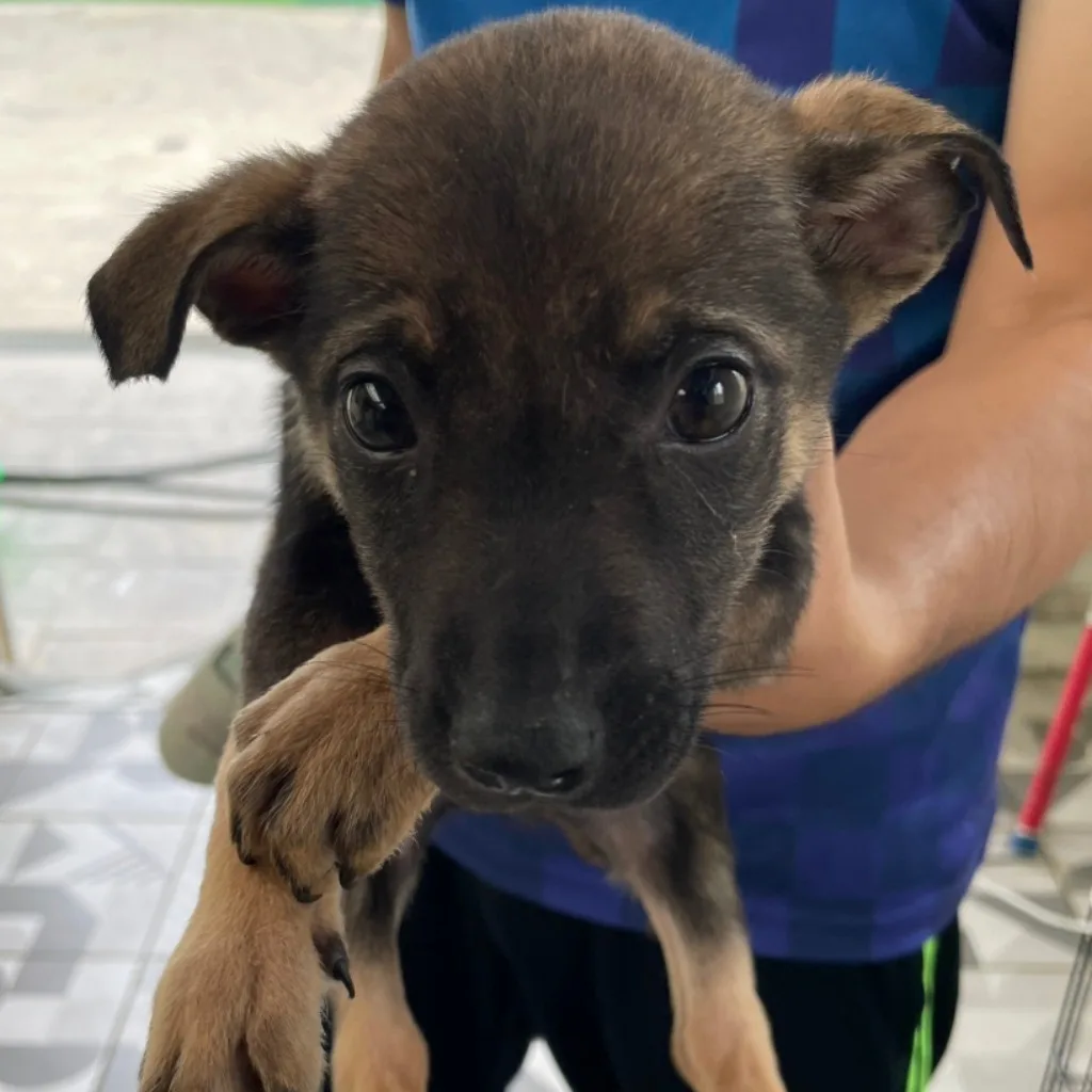 混種犬