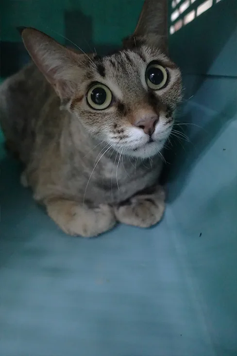 混種貓