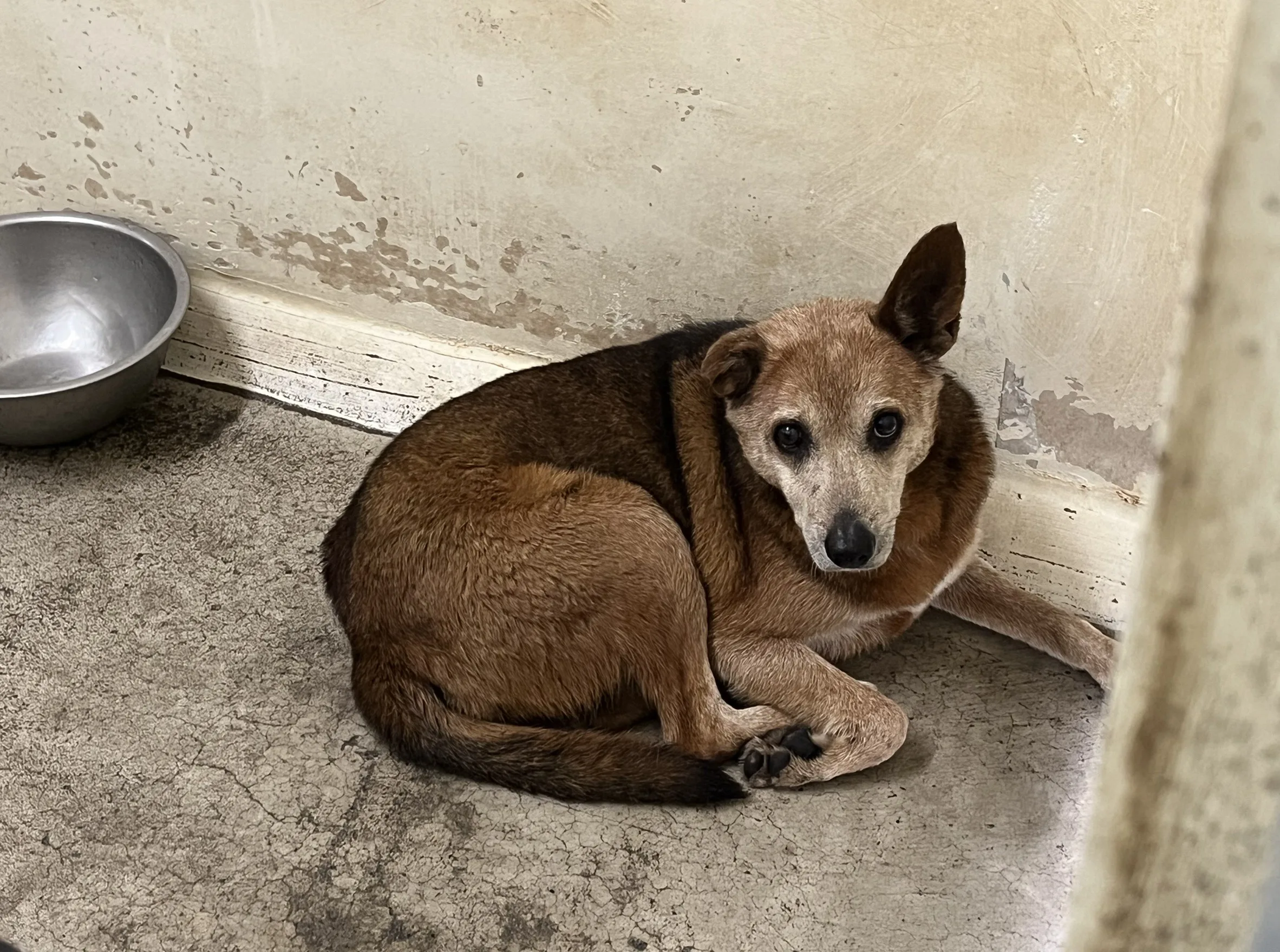 混種犬