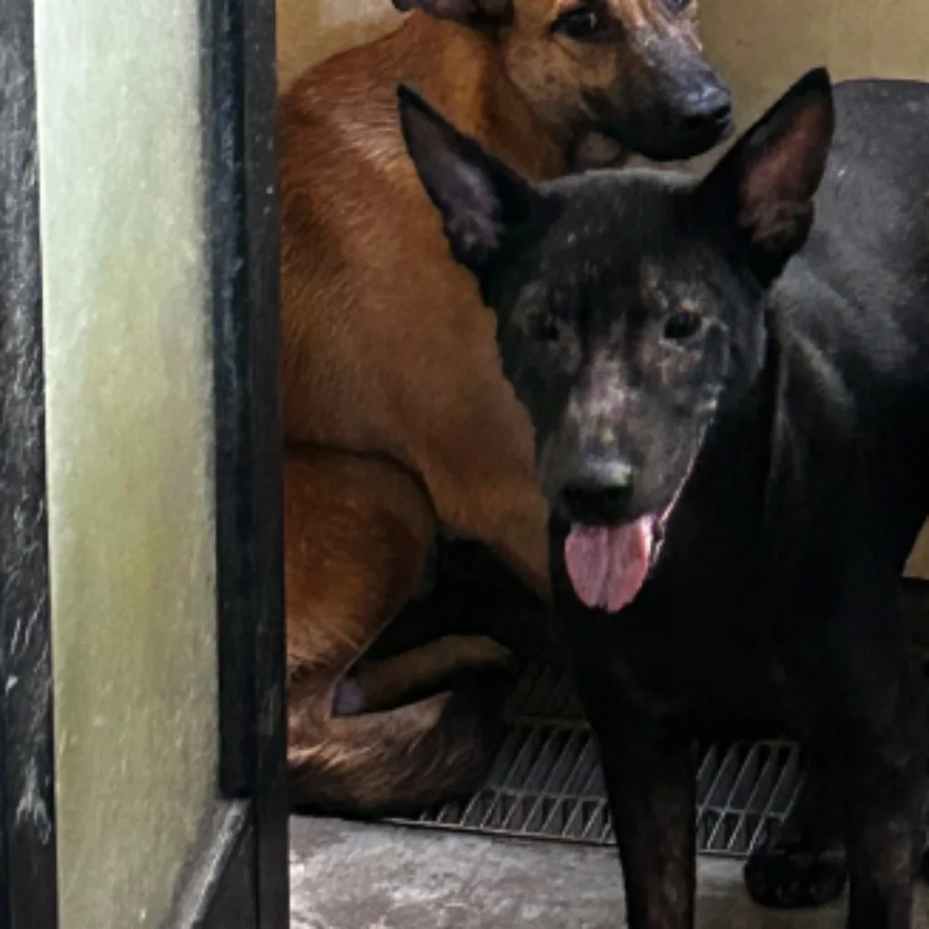混種犬