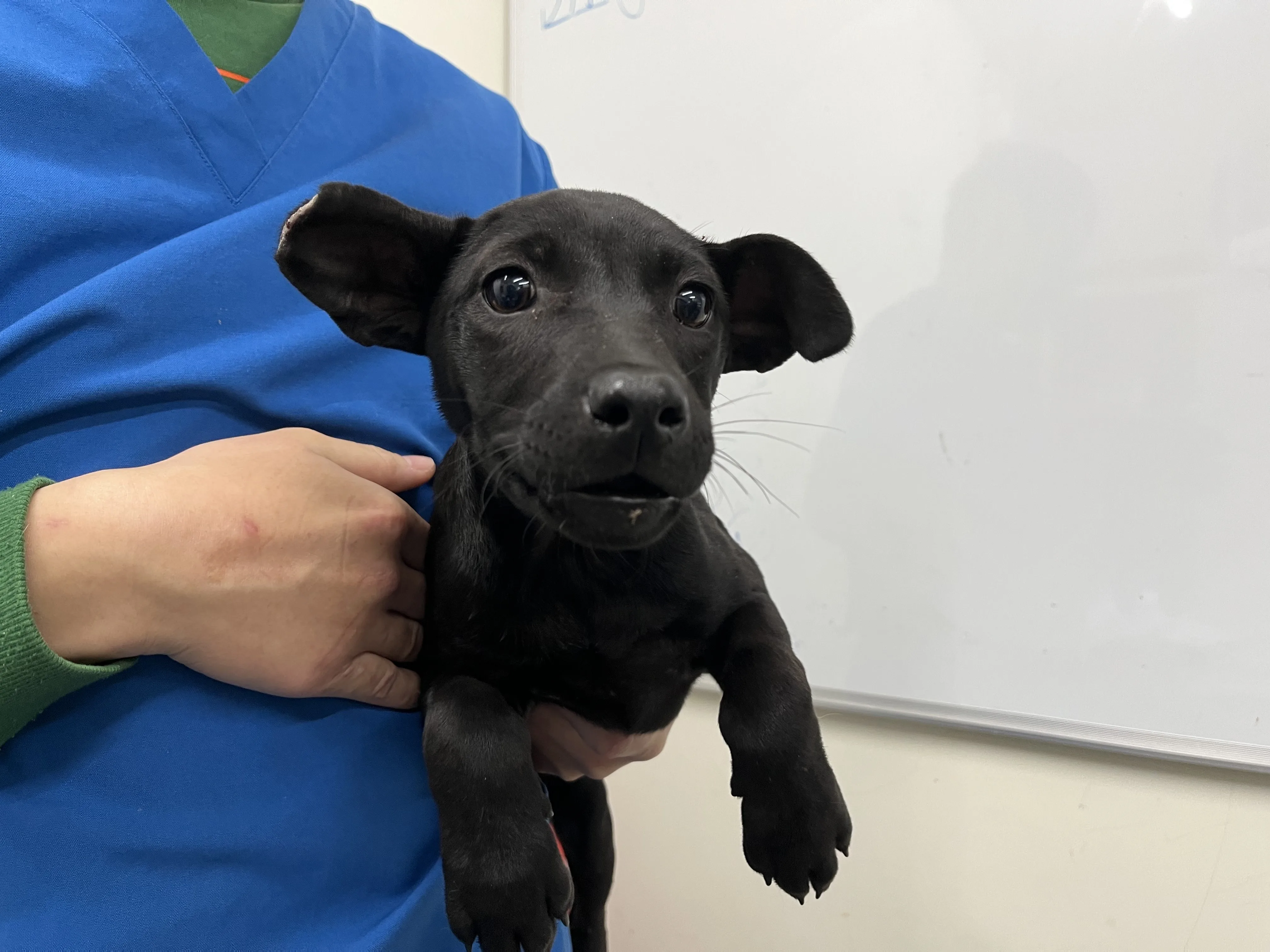 混種犬