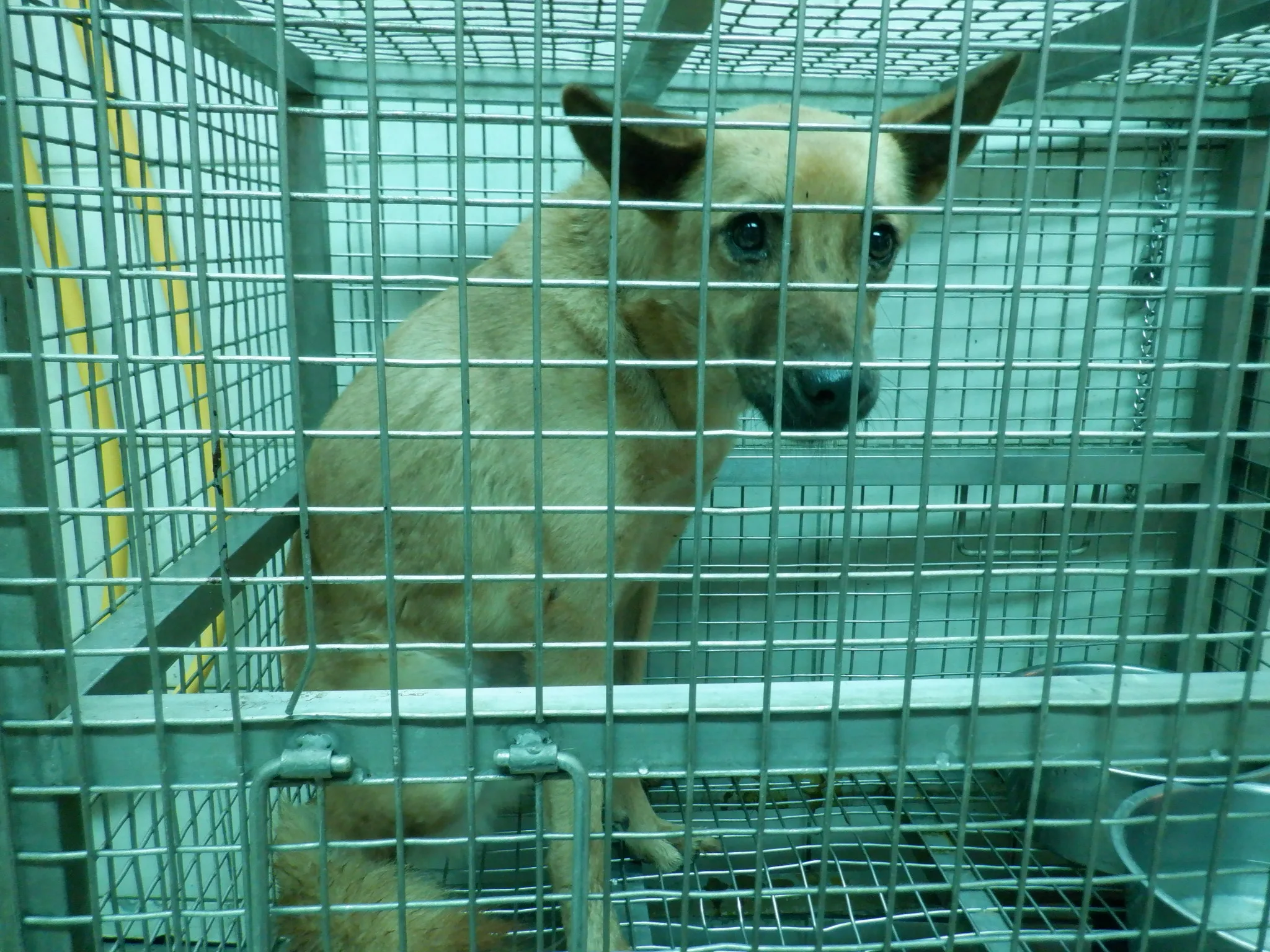 混種犬