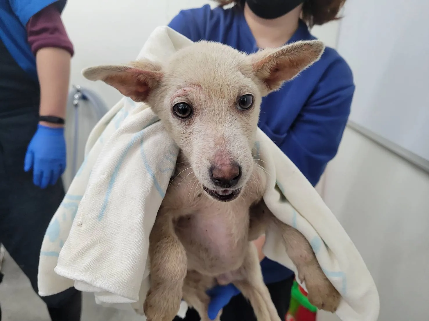 混種犬