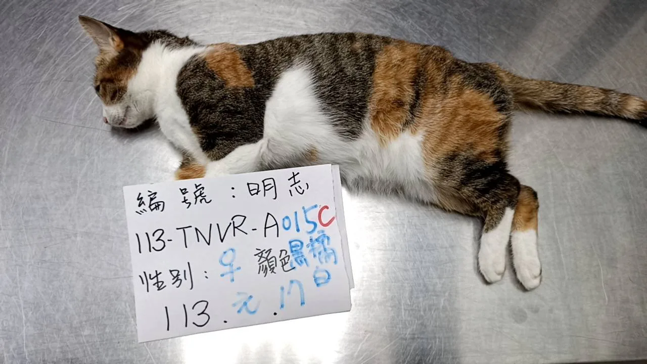 混種貓