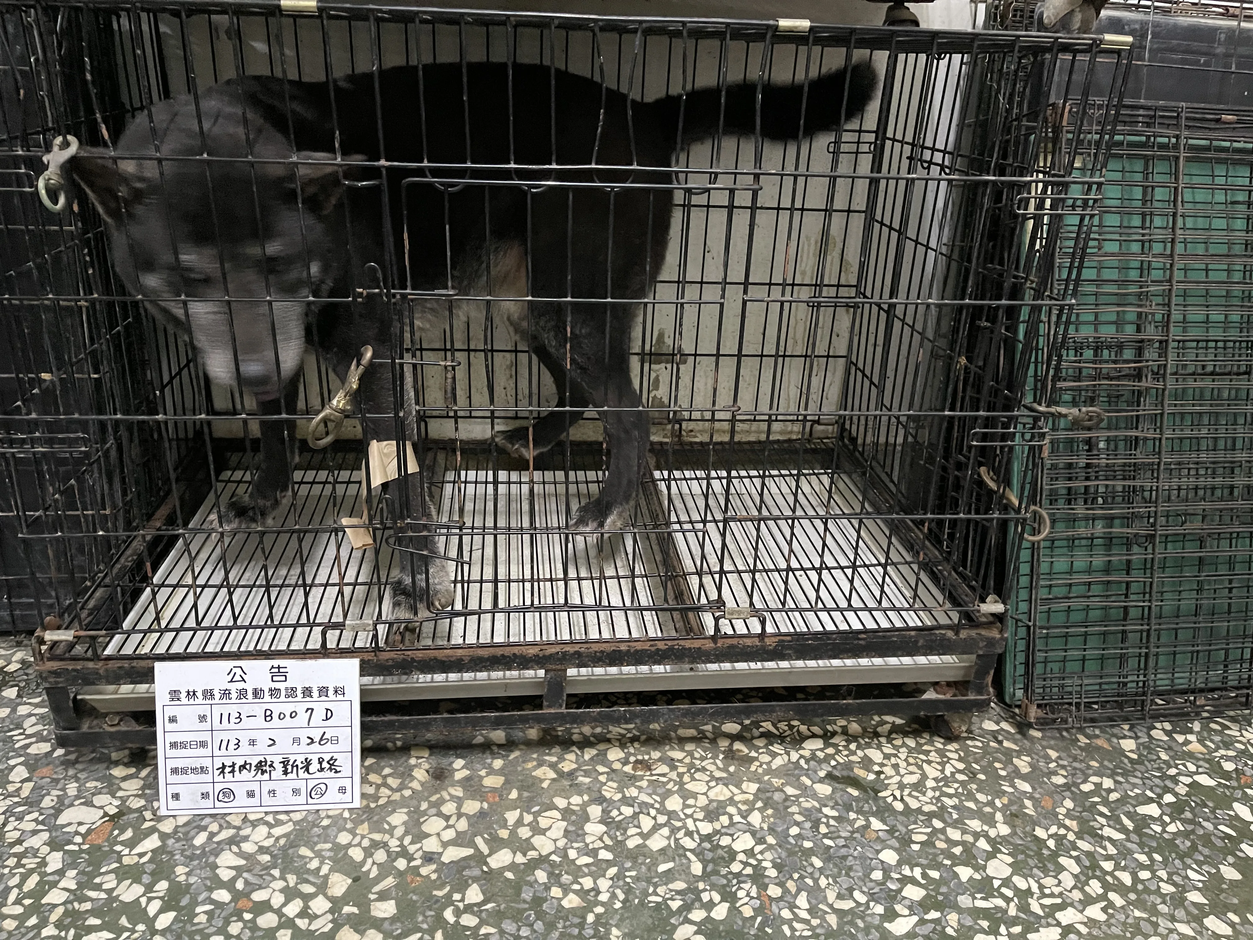混種犬