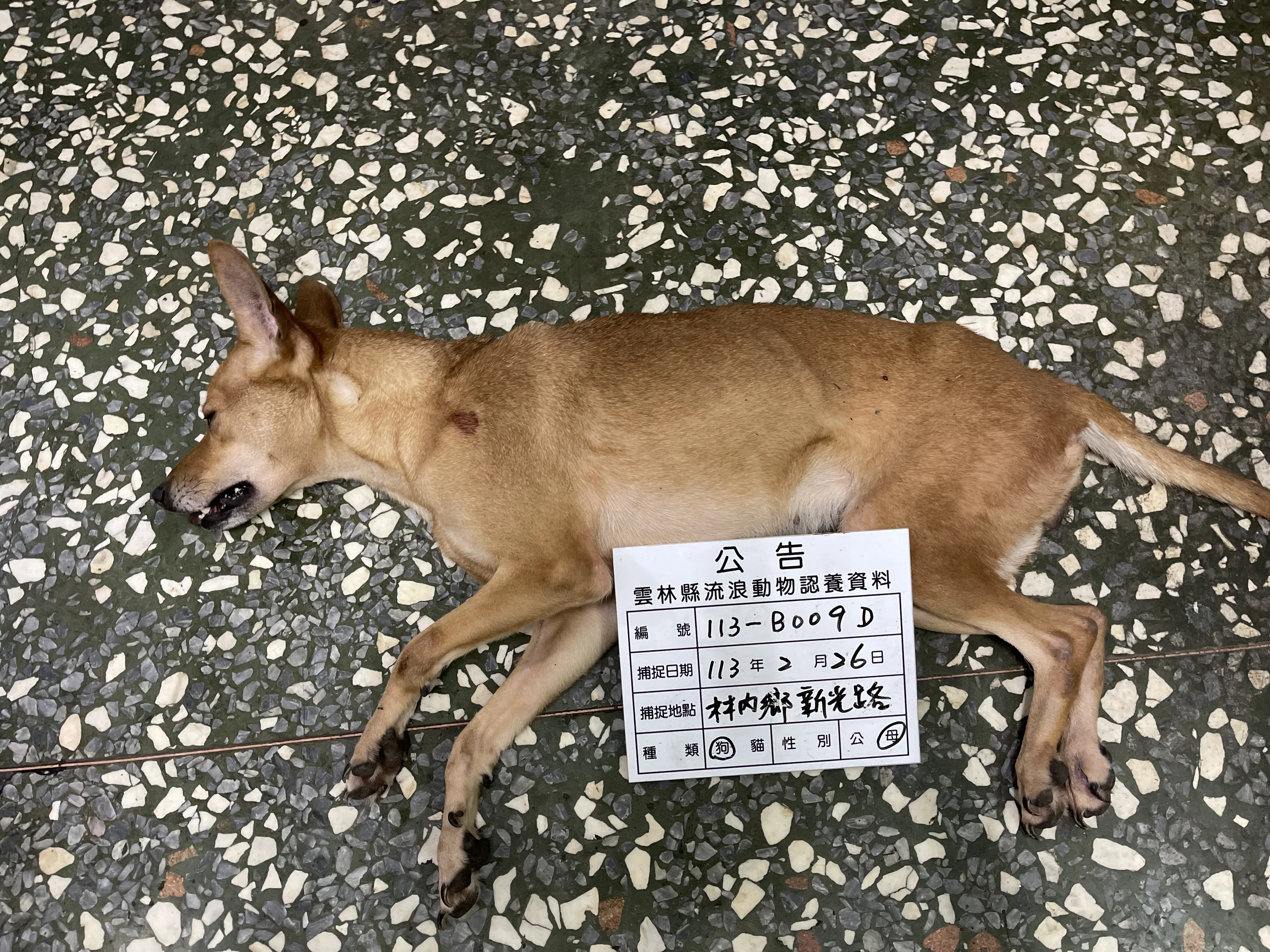 混種犬