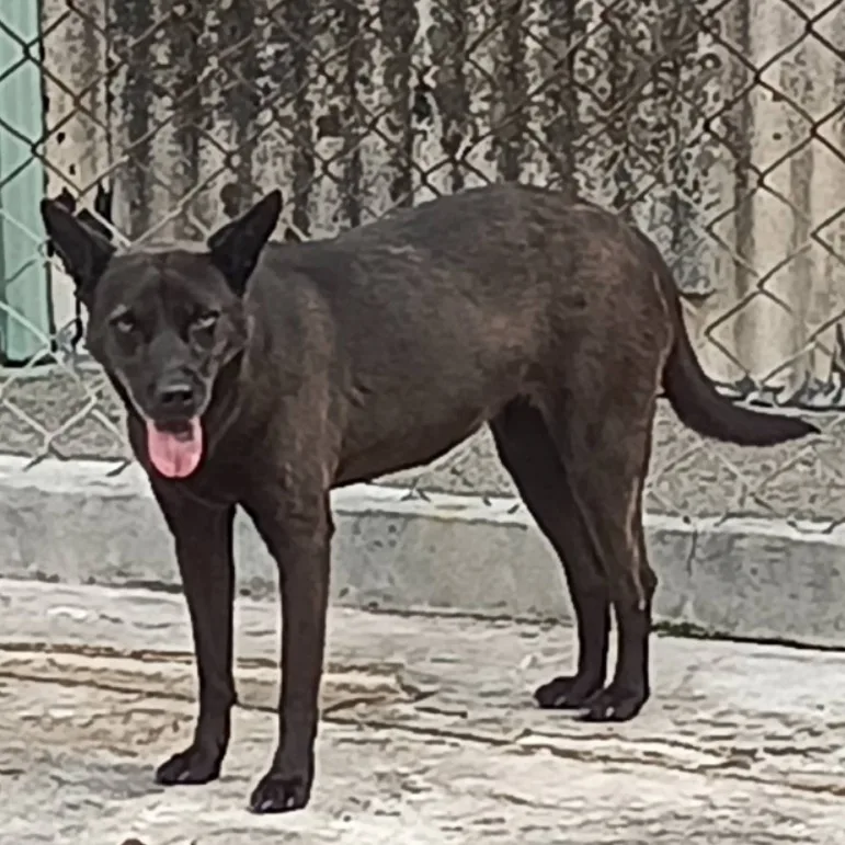 混種犬