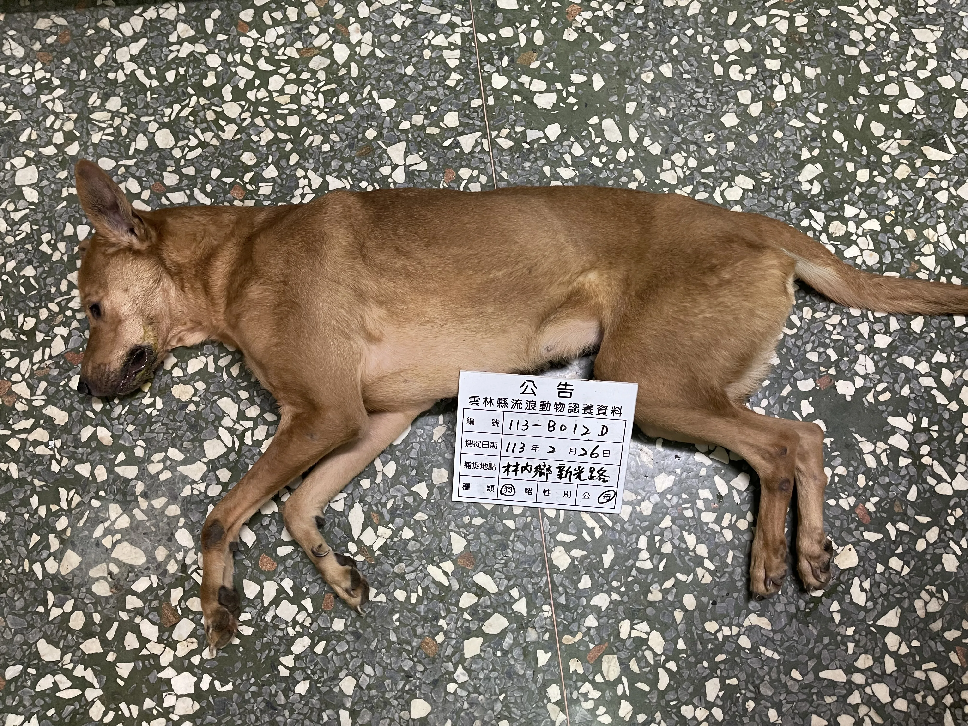 混種犬
