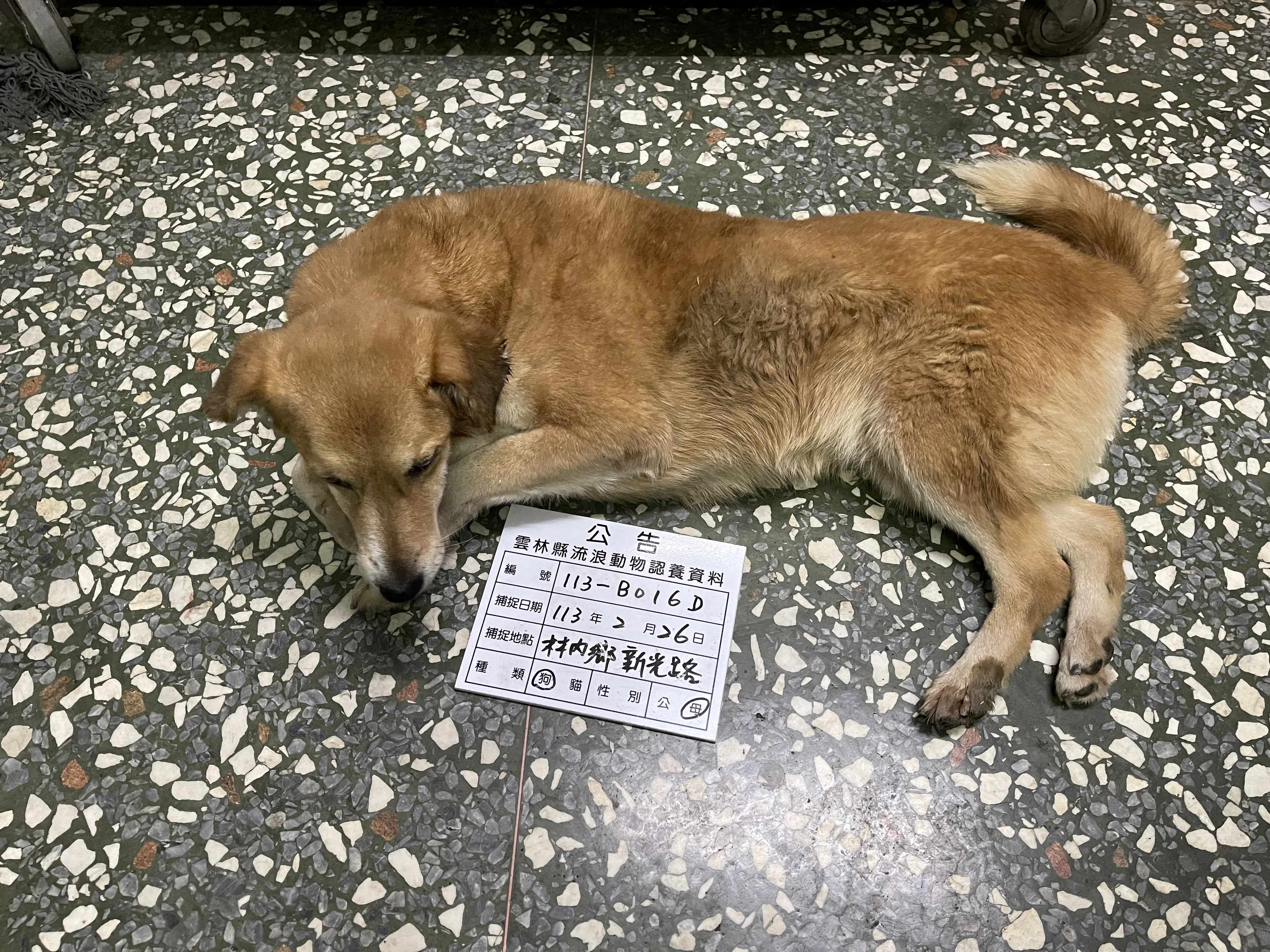 混種犬