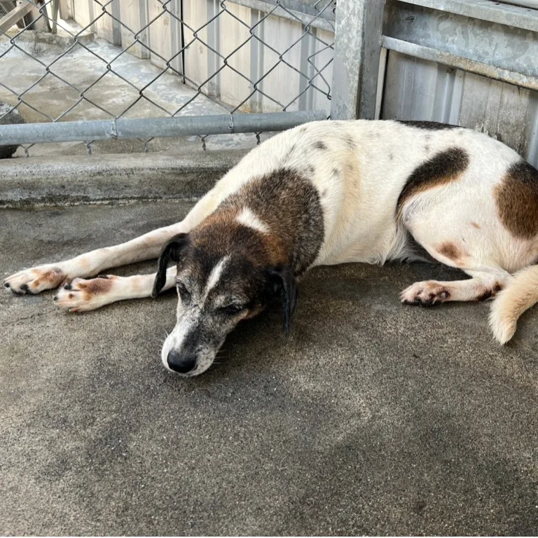 混種犬