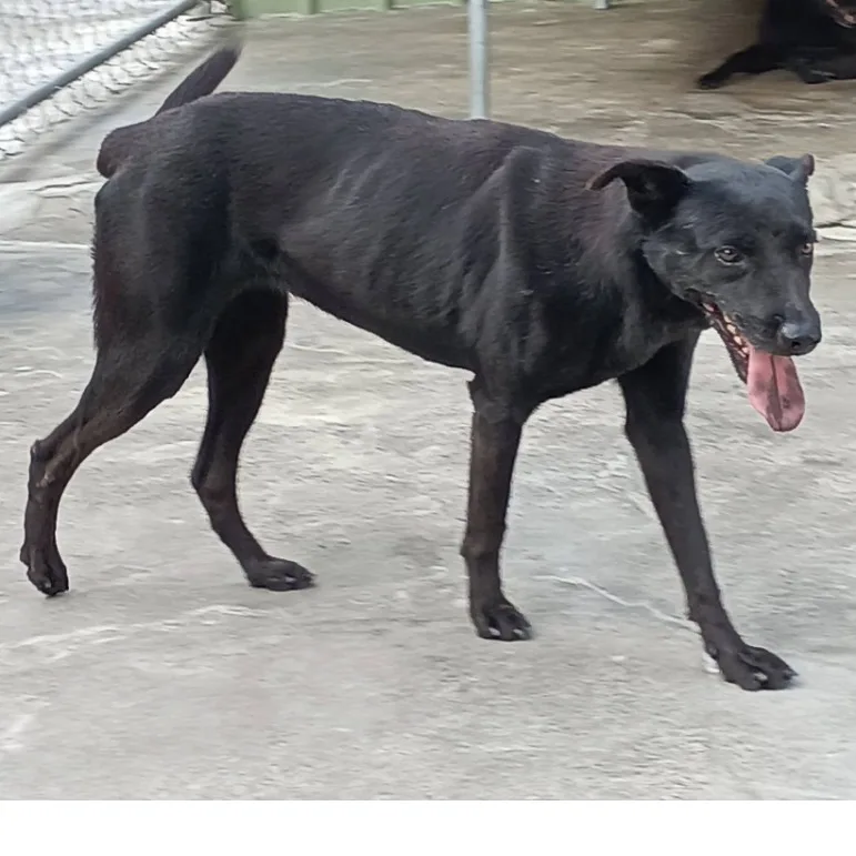 混種犬