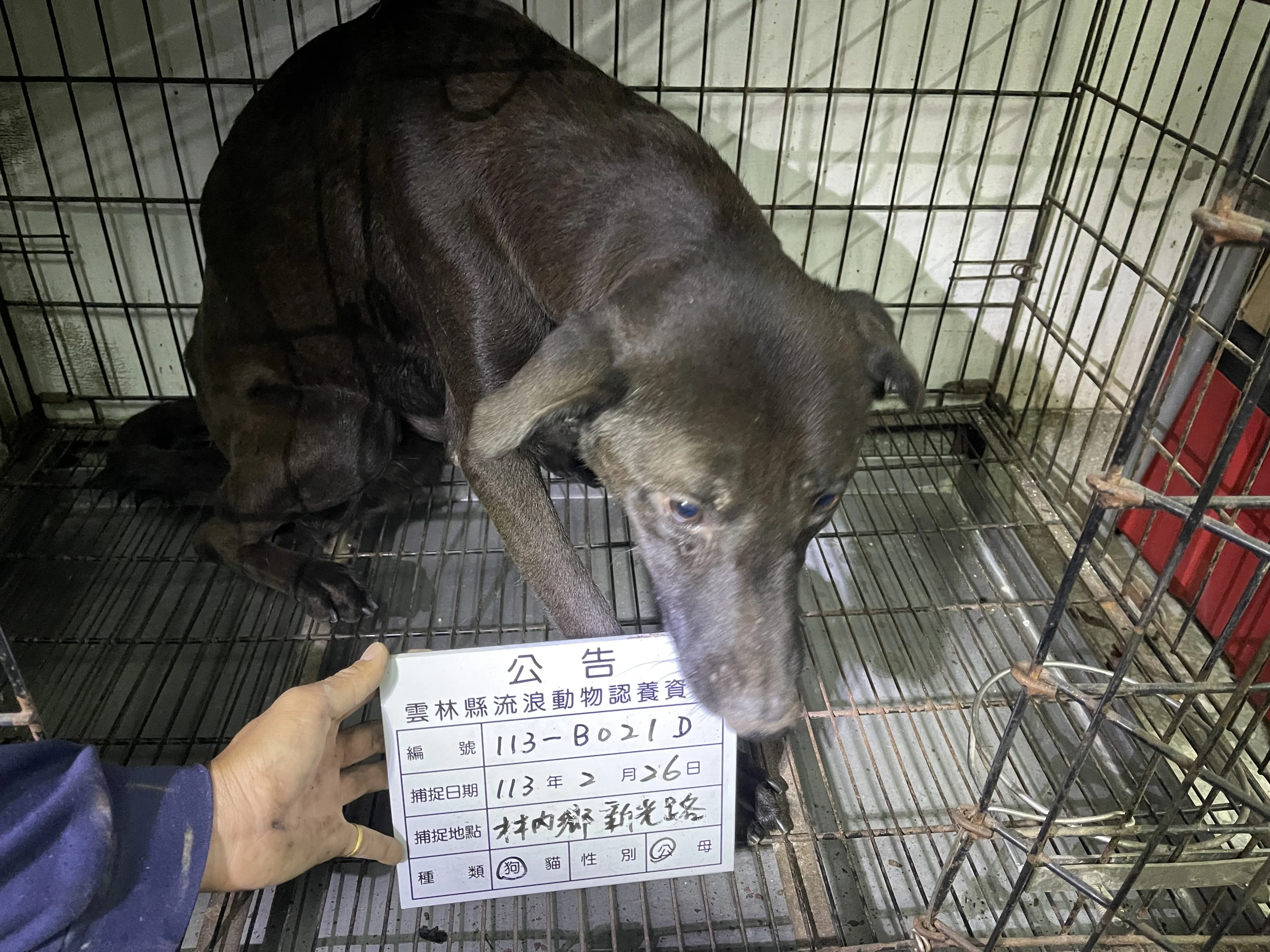 混種犬