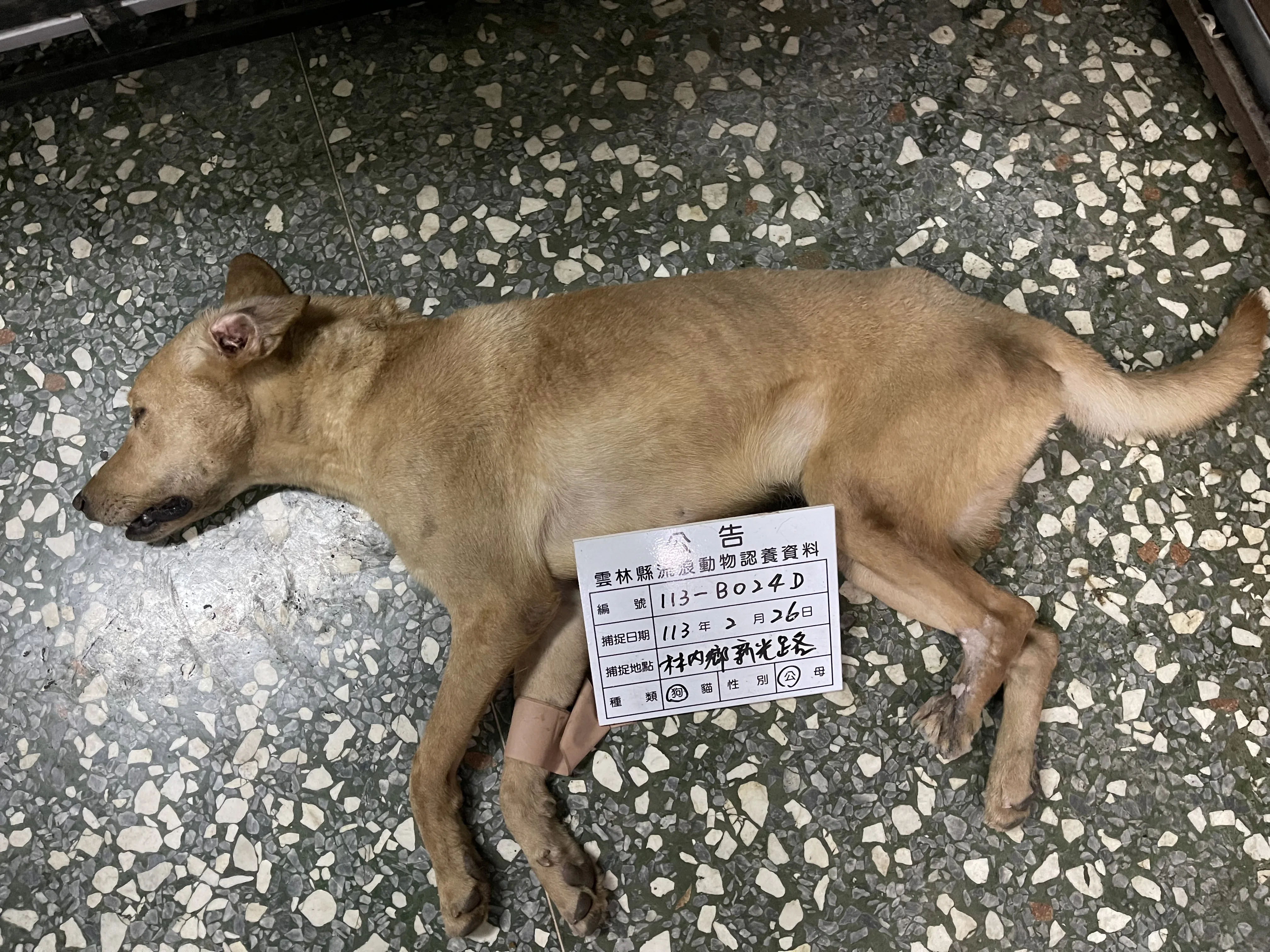 混種犬