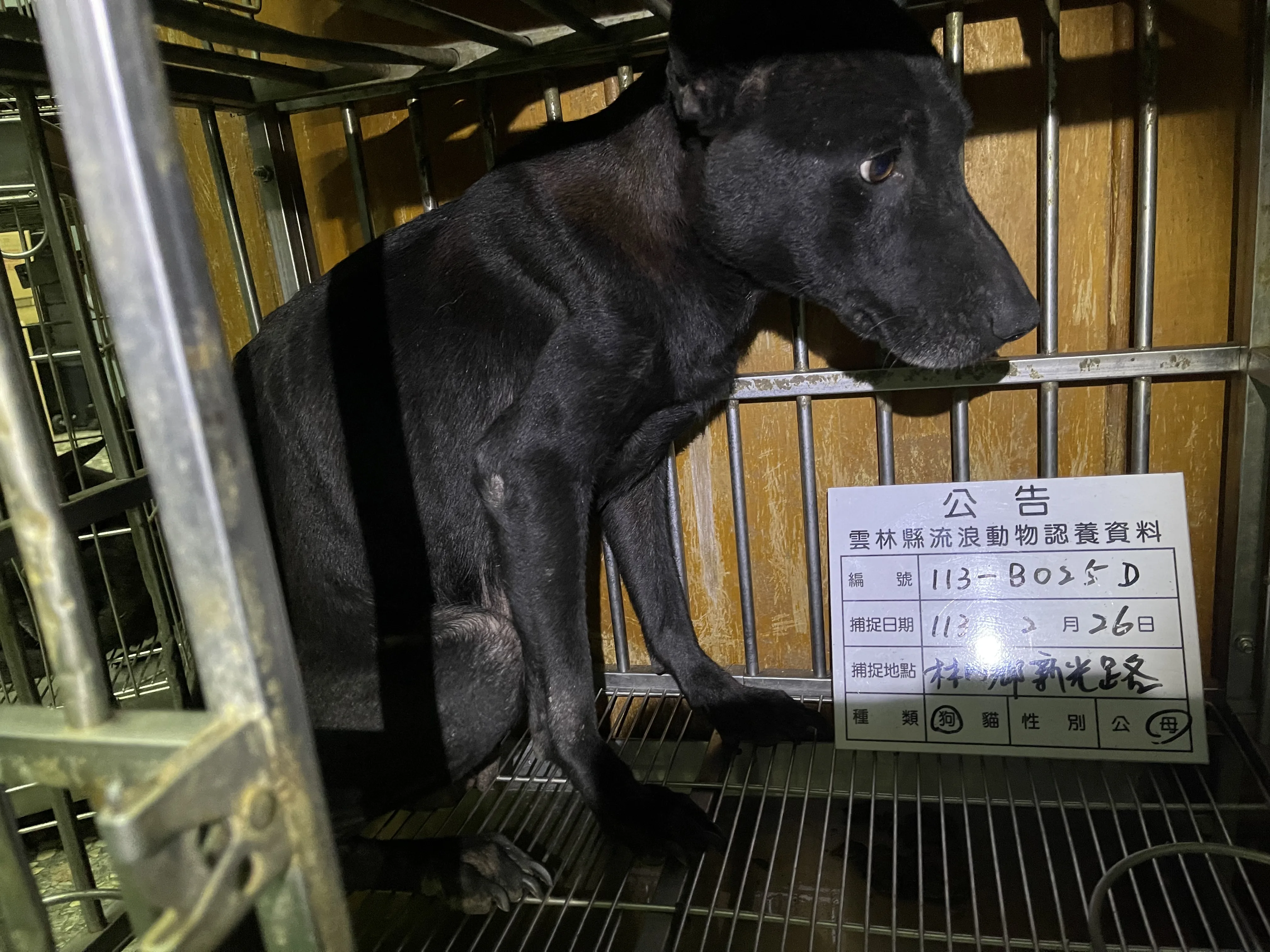 混種犬