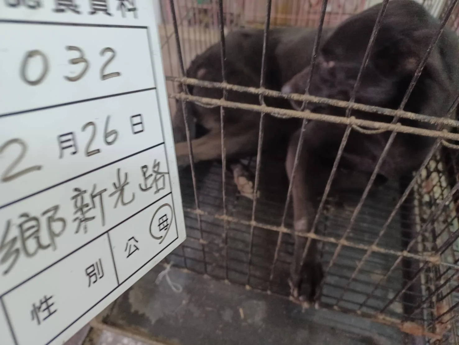 混種犬