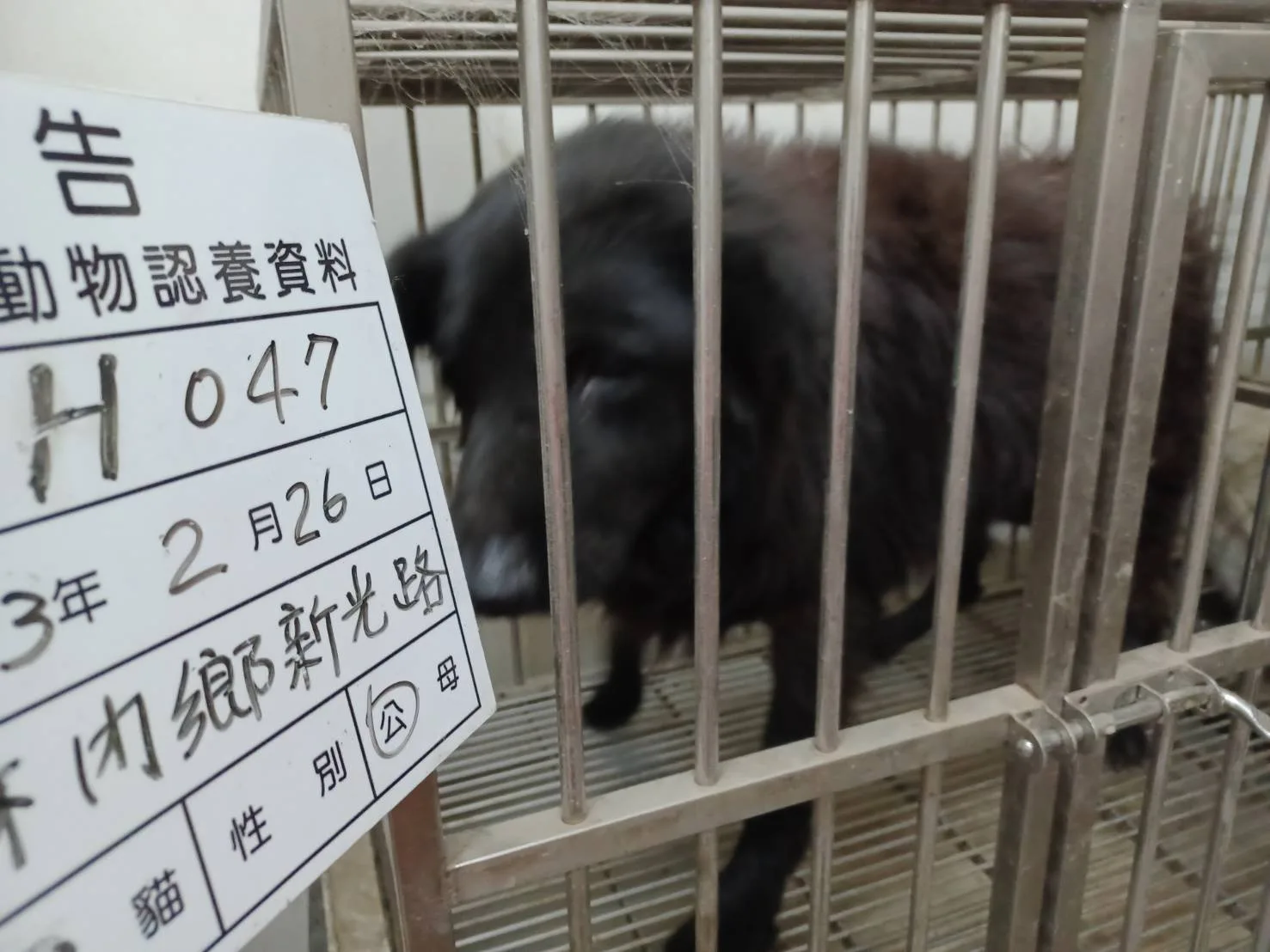 混種犬
