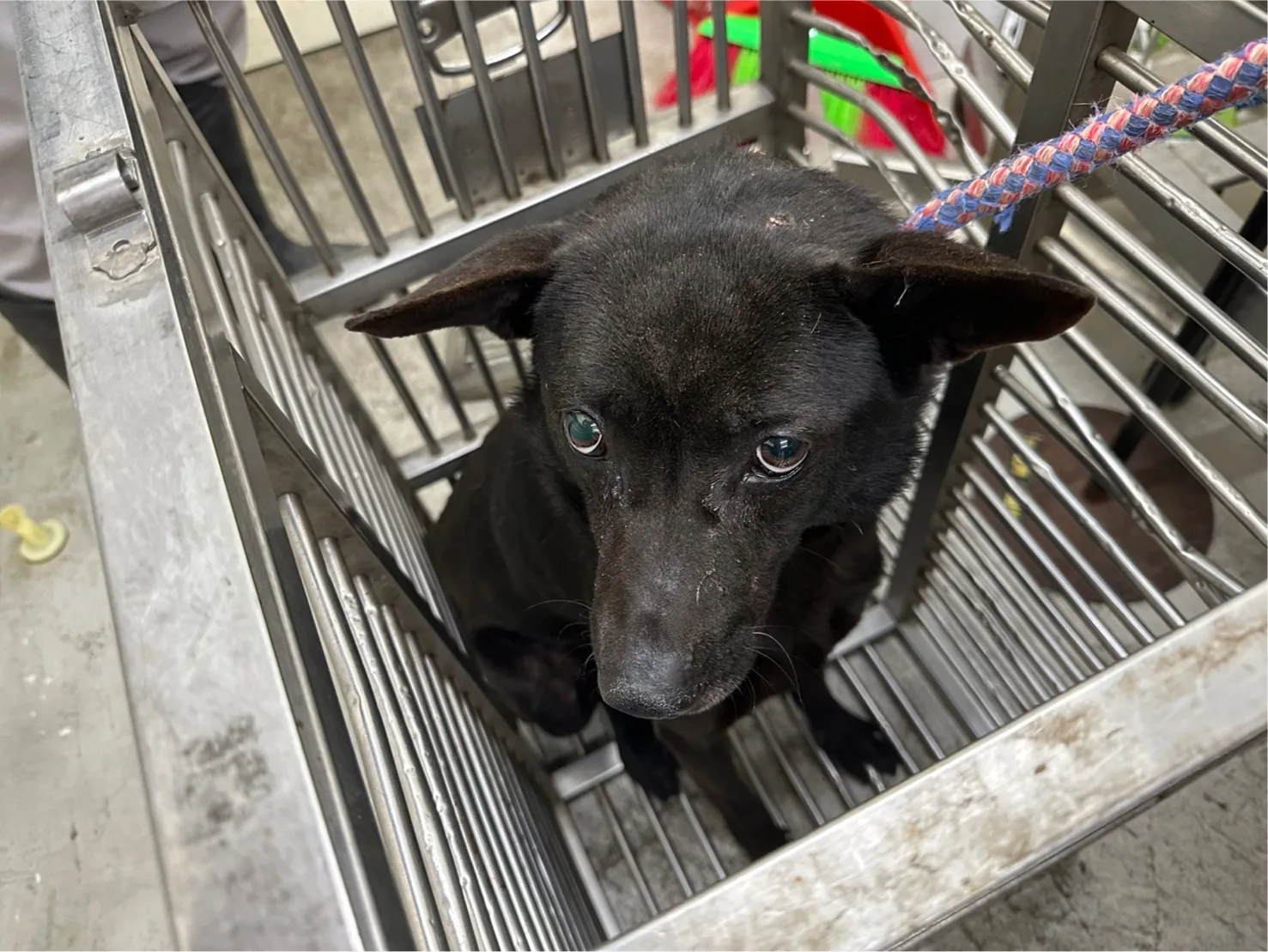 混種犬