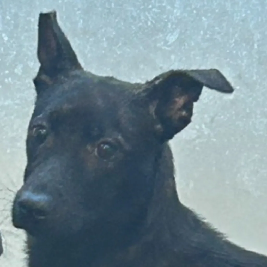 混種犬