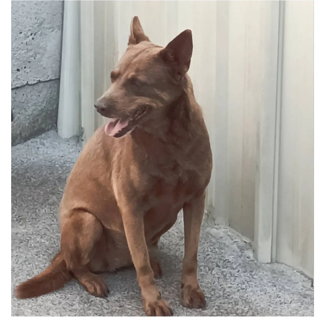 混種犬
