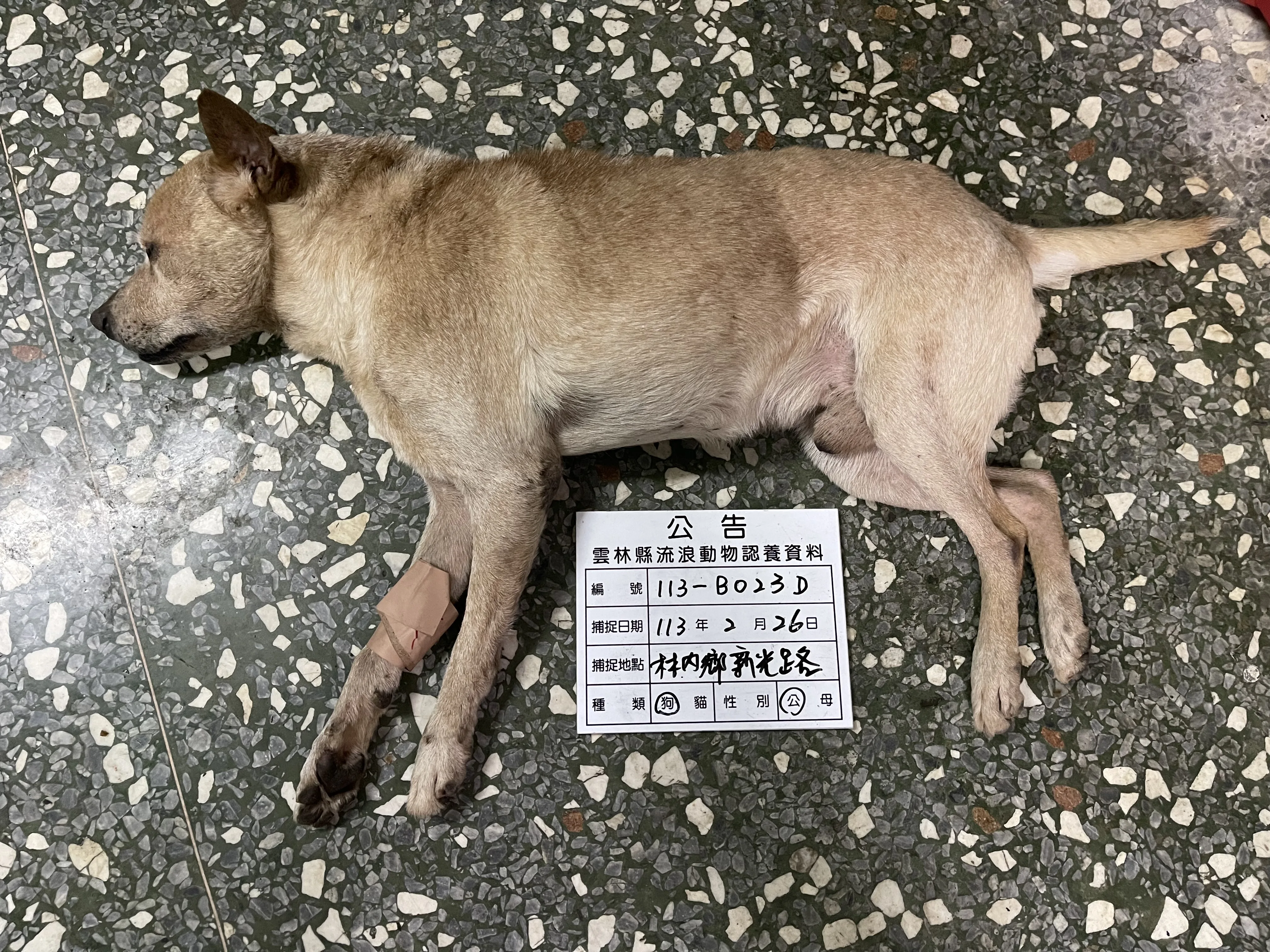 混種犬