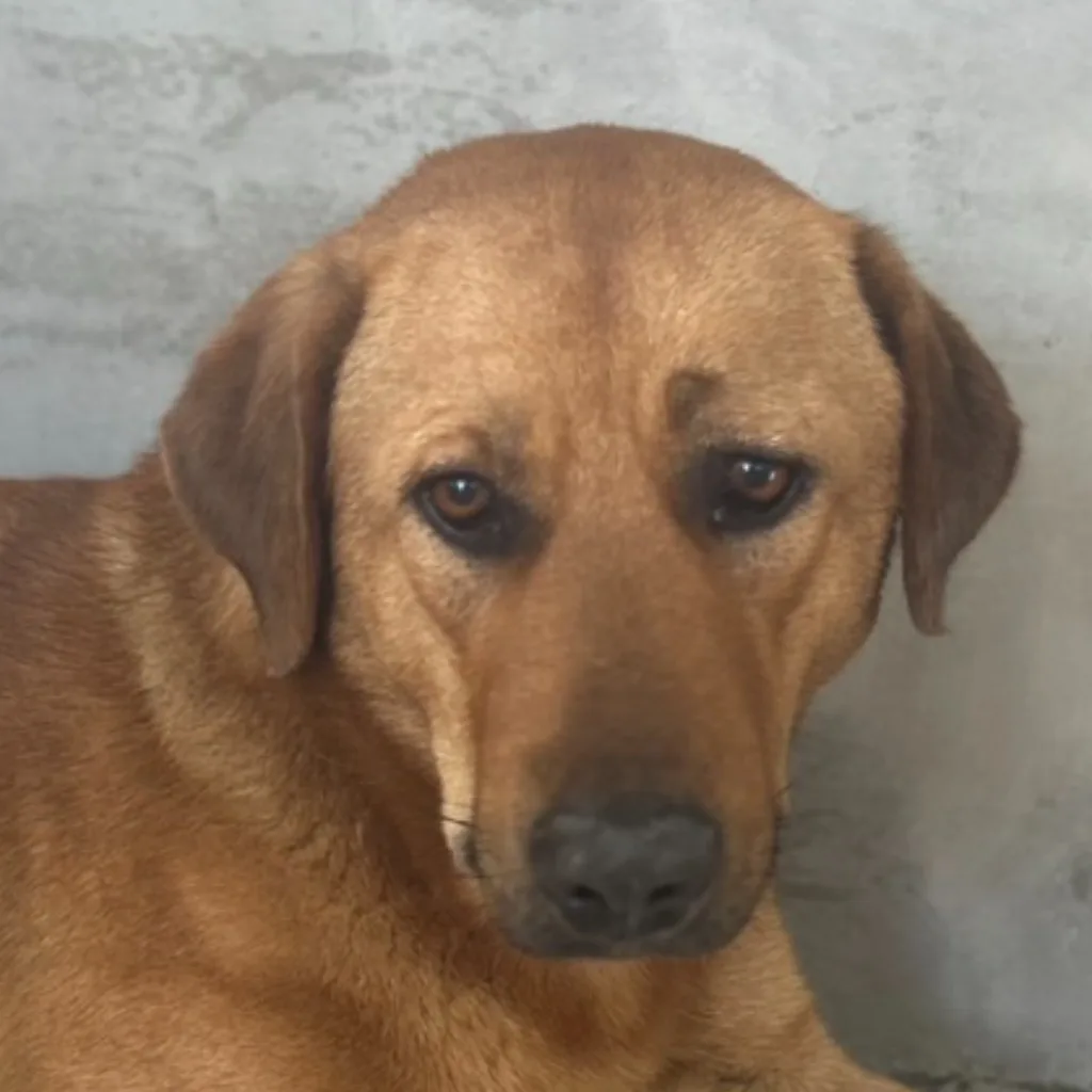 混種犬