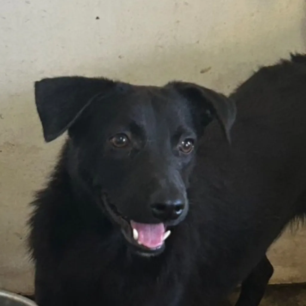 混種犬