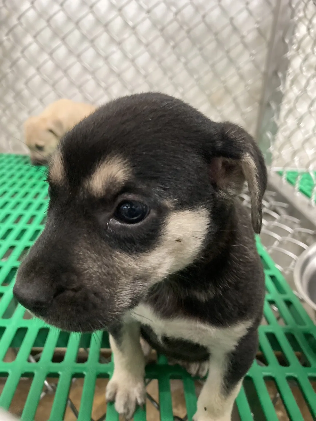 混種犬