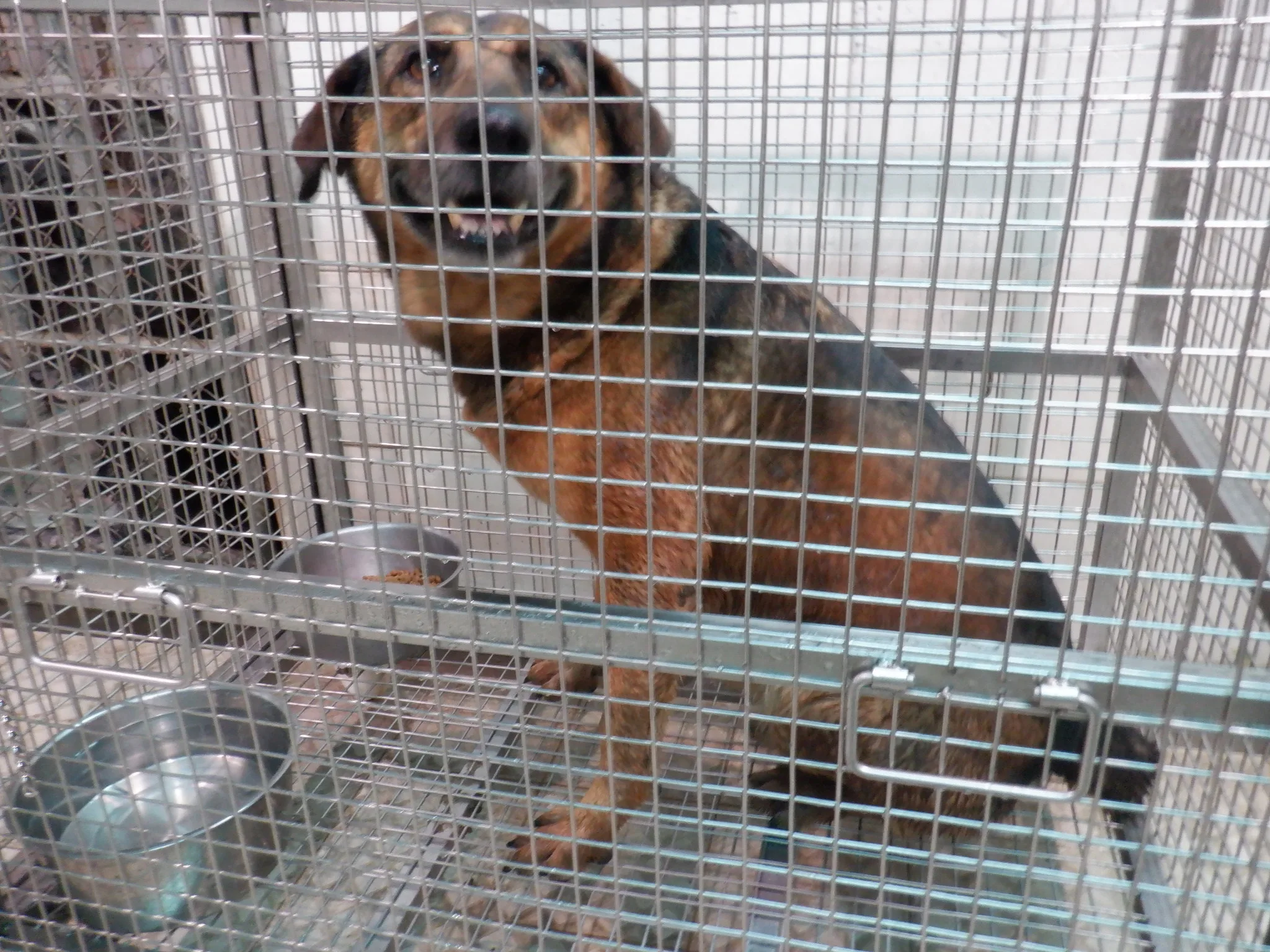 混種犬