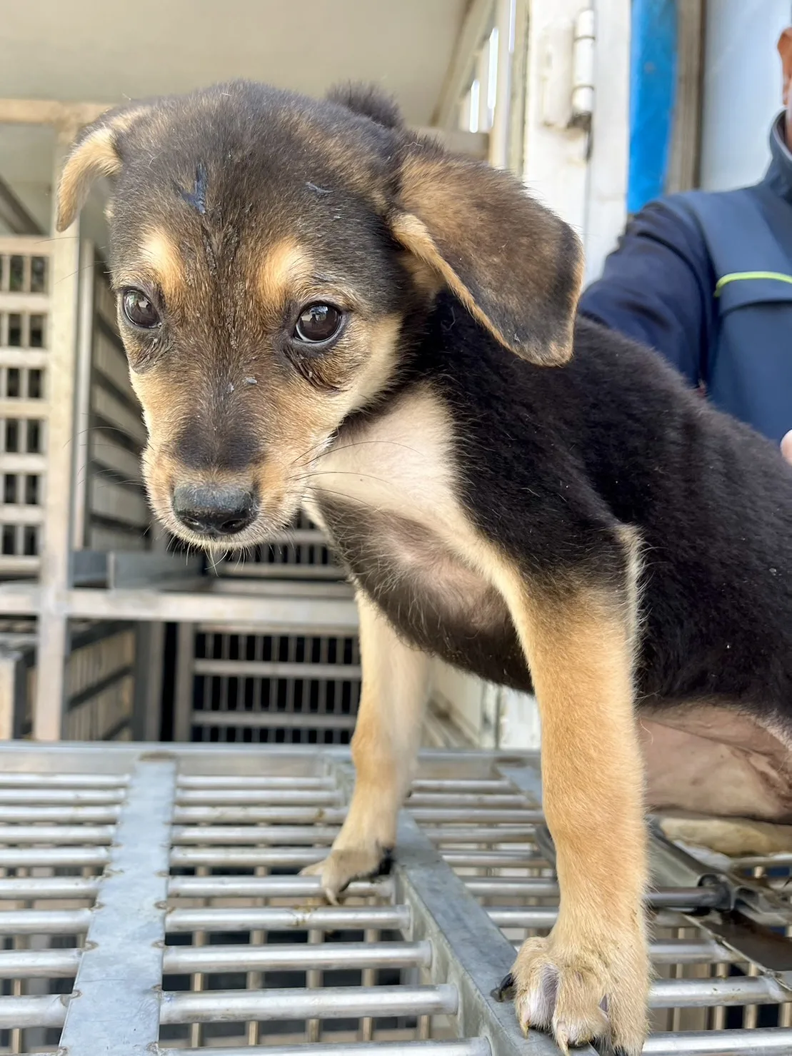 混種犬