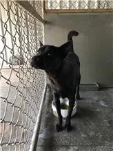 混種犬