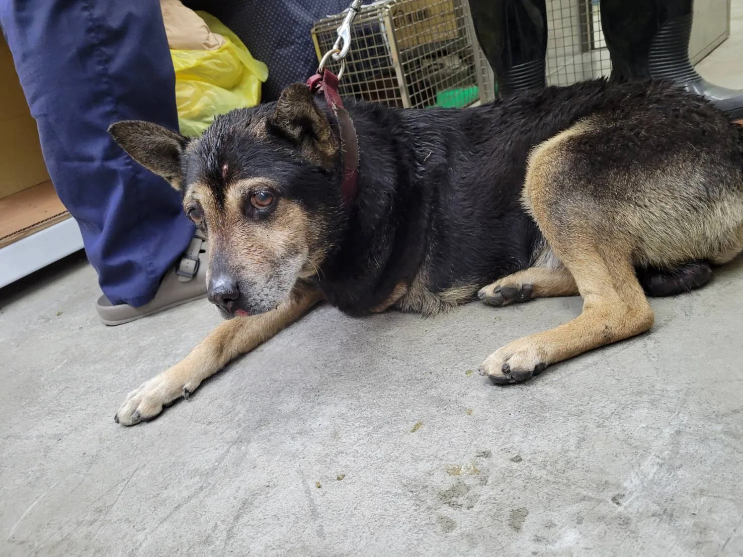混種犬
