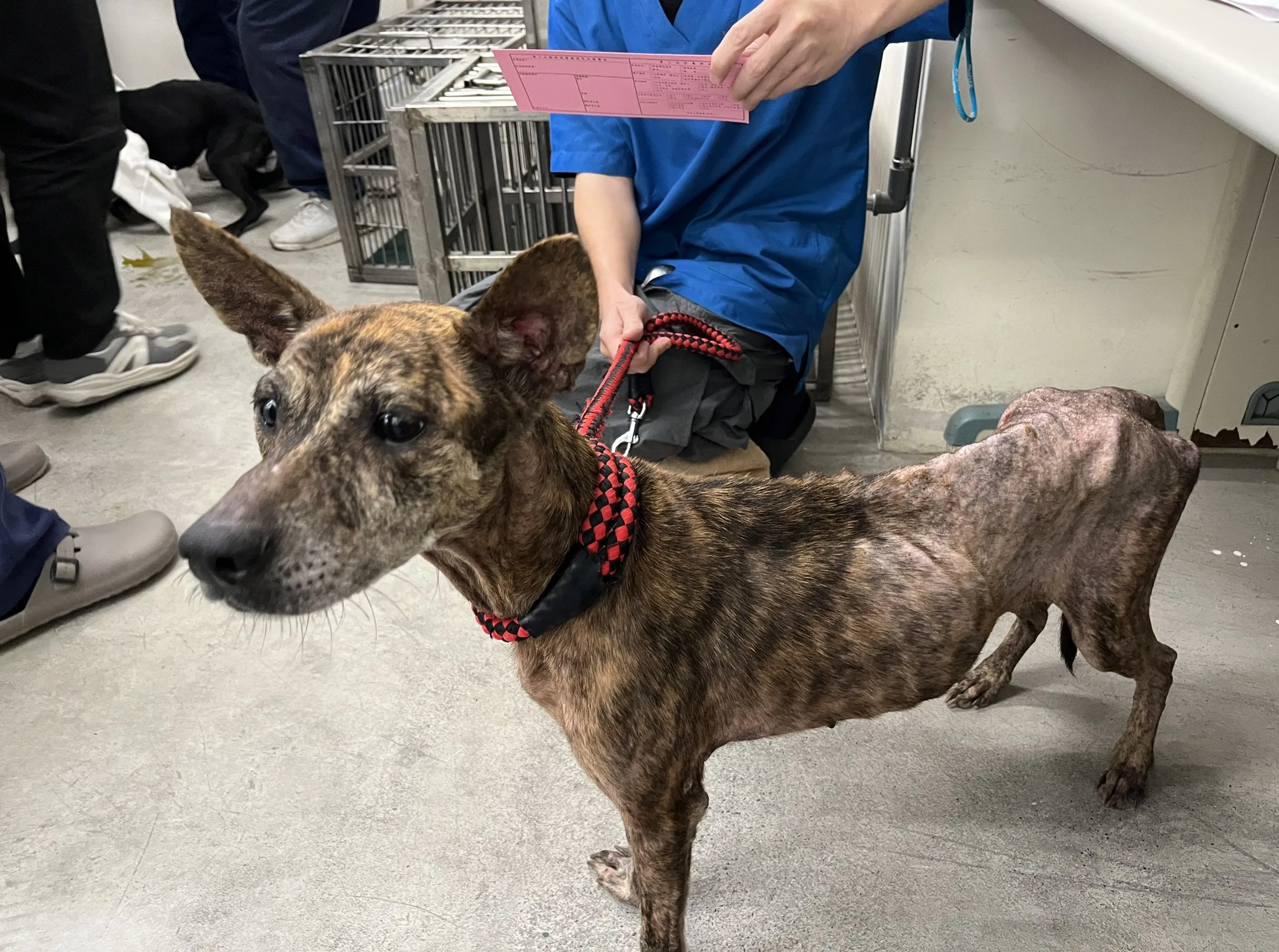 混種犬