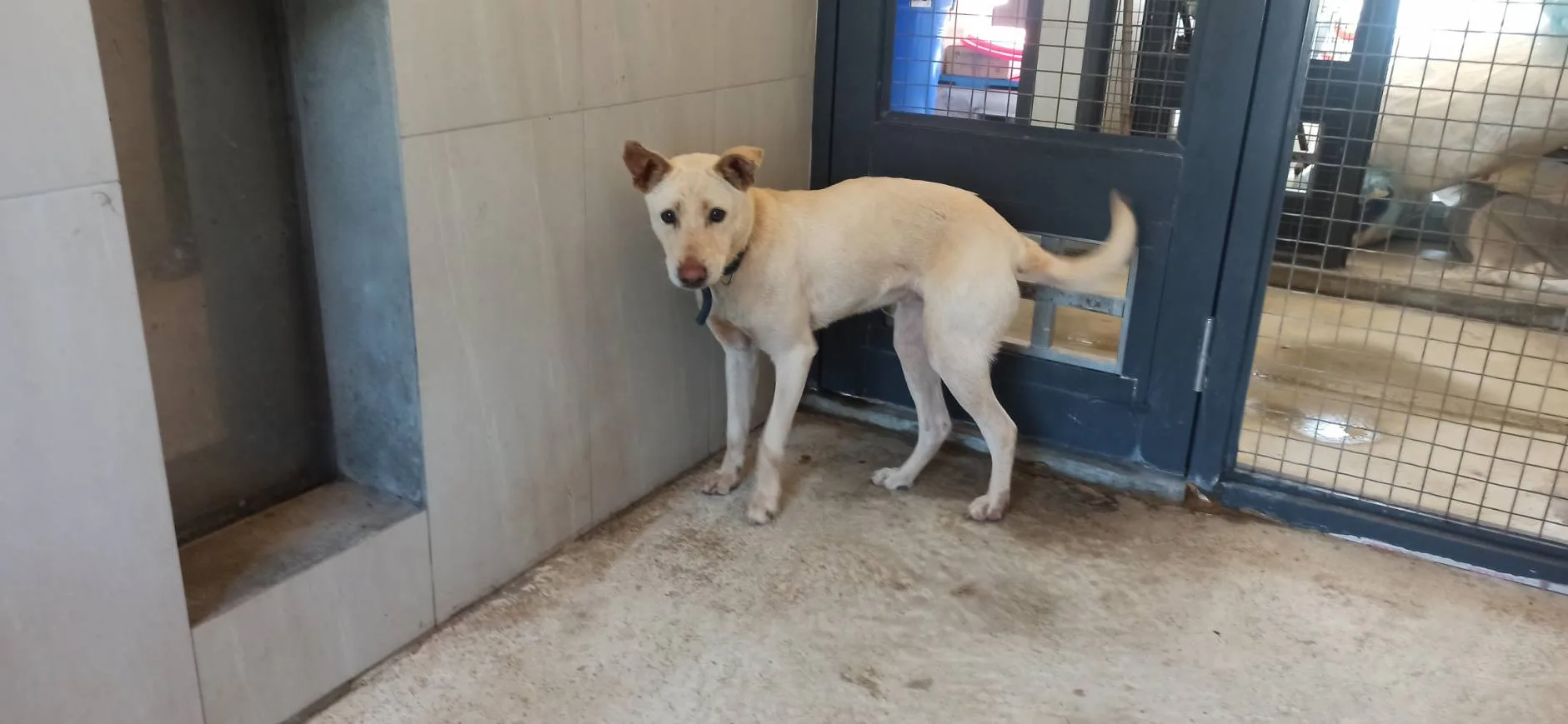 混種犬