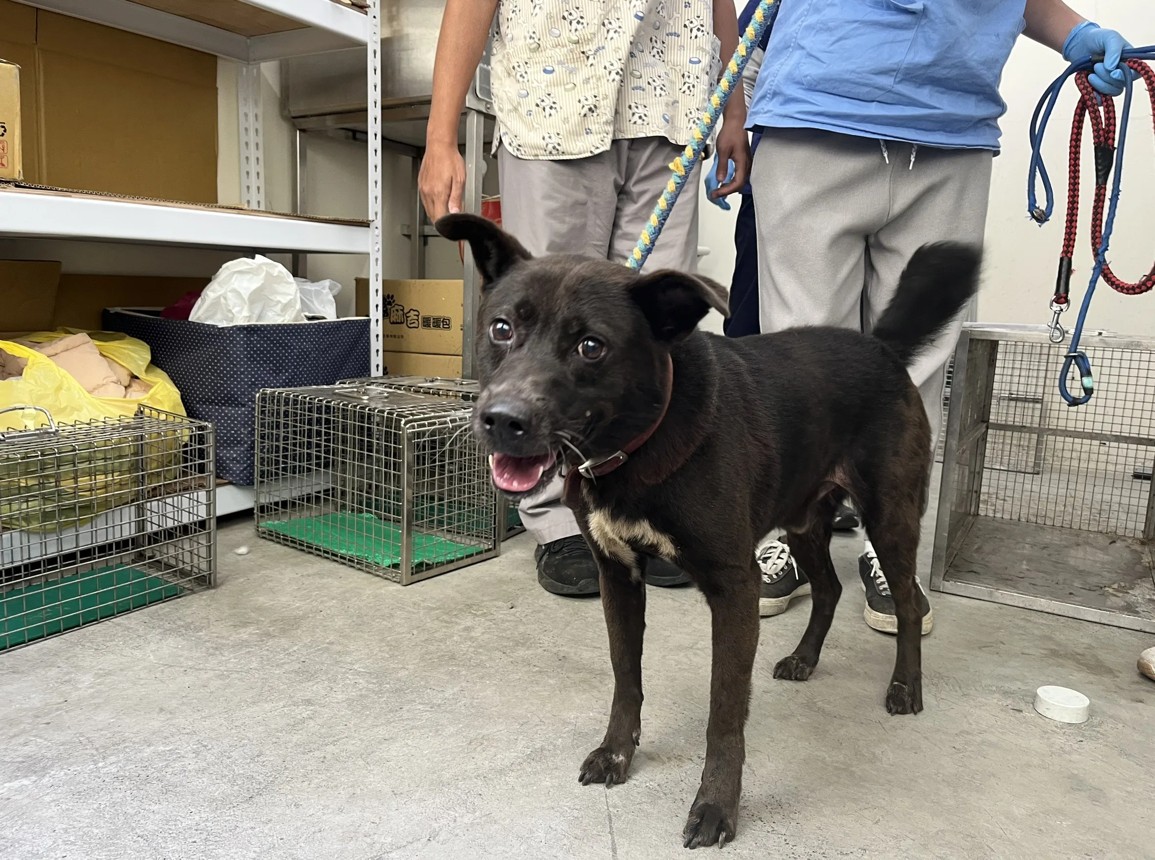 混種犬