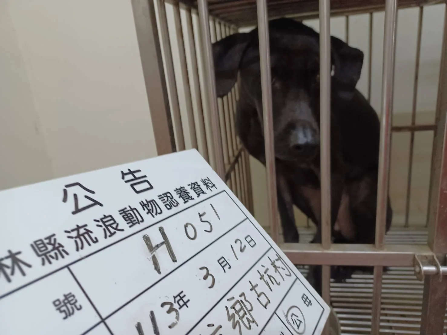 混種犬