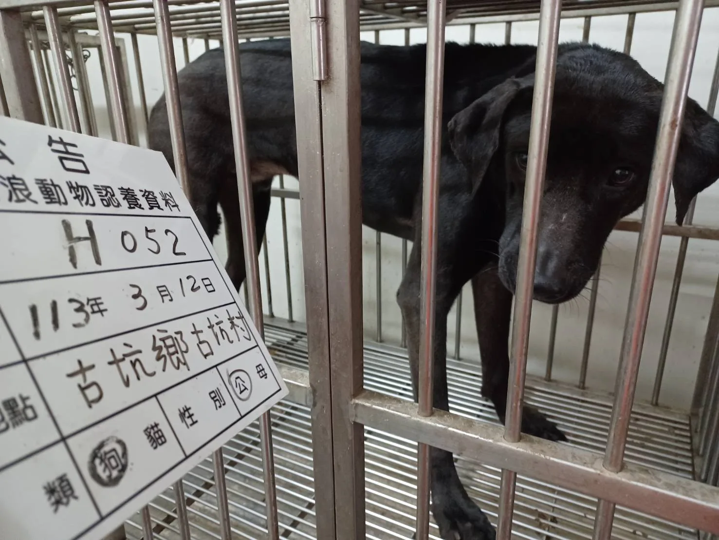 混種犬