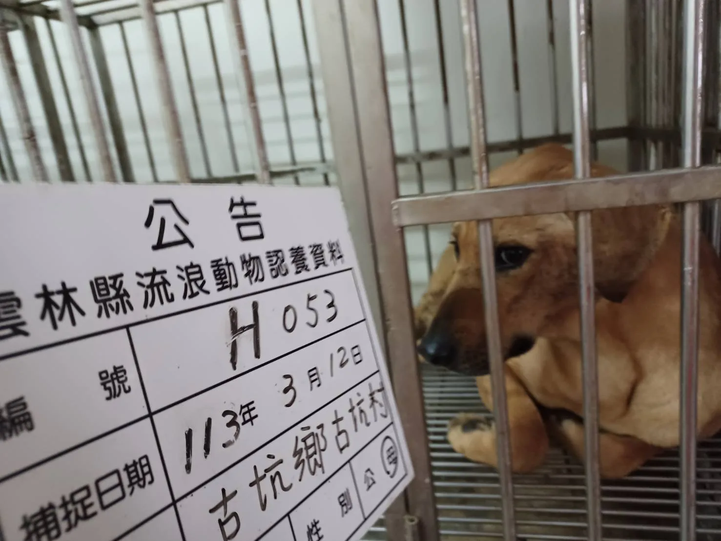 混種犬