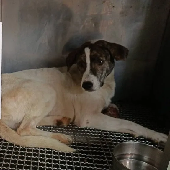 混種犬