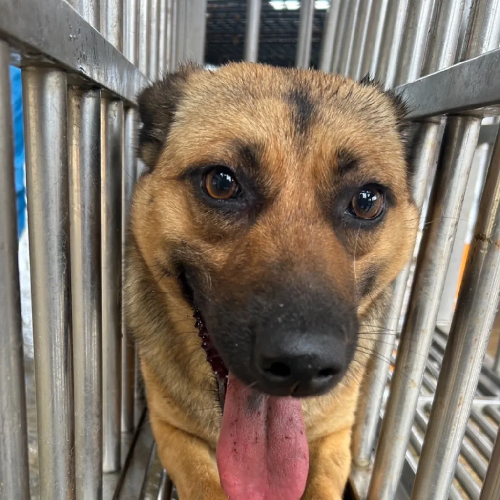混種犬