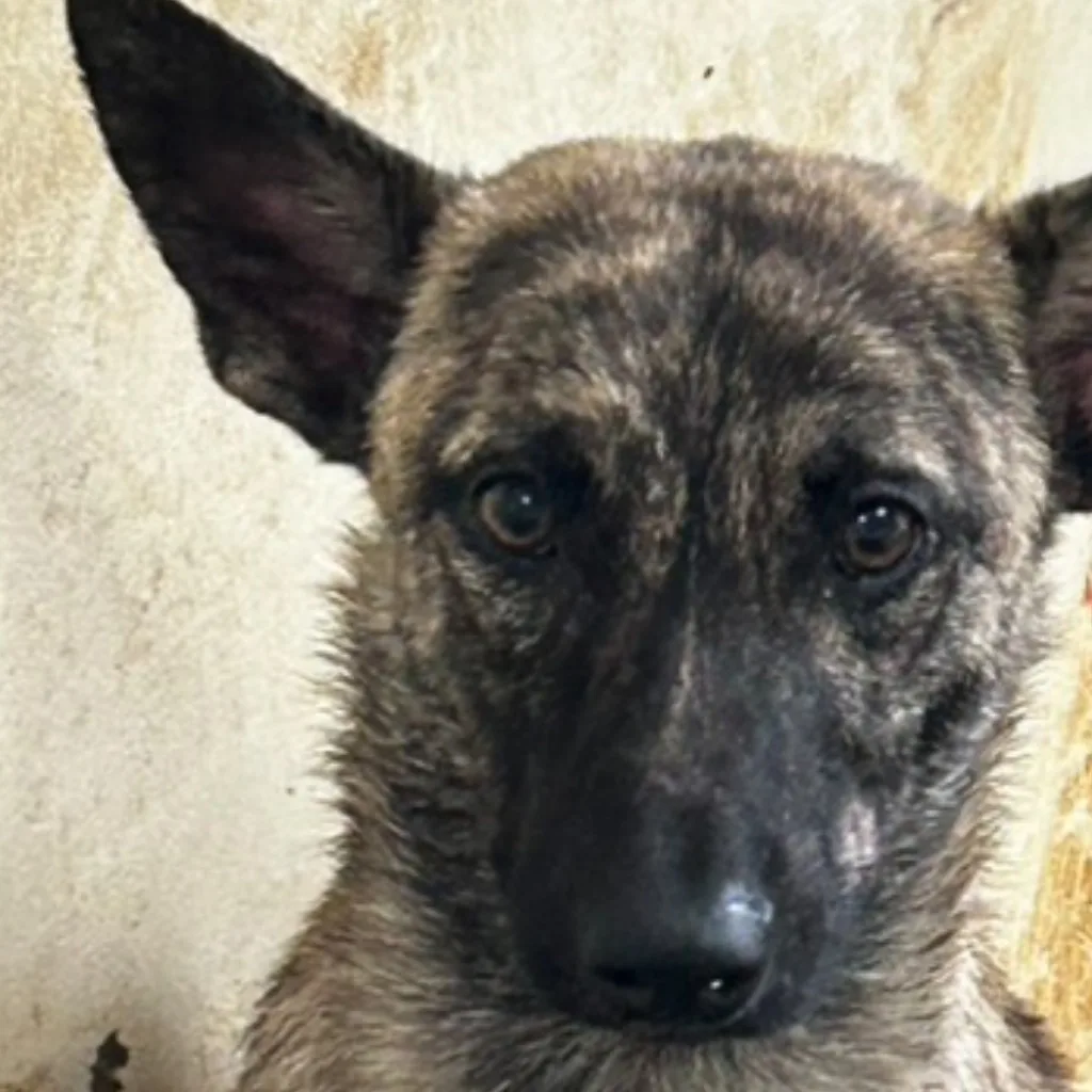 混種犬