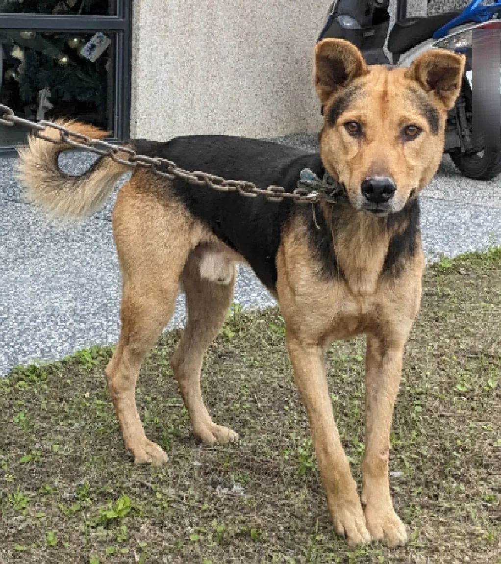 混種犬