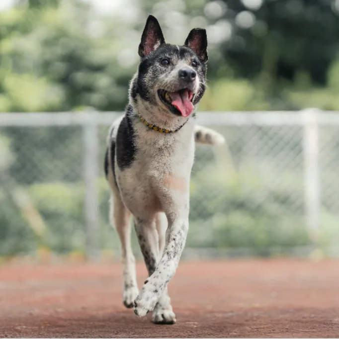 混種犬