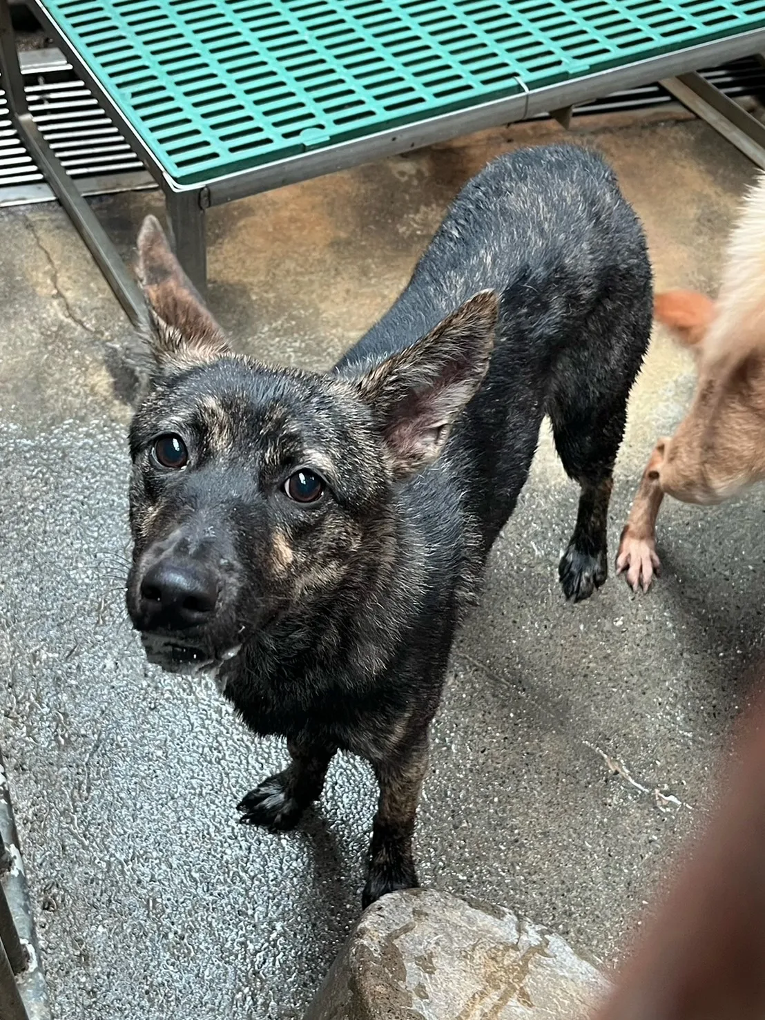 混種犬