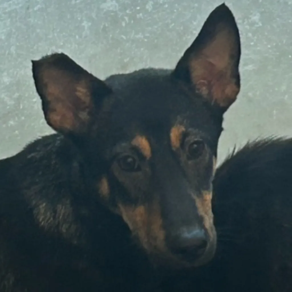 混種犬