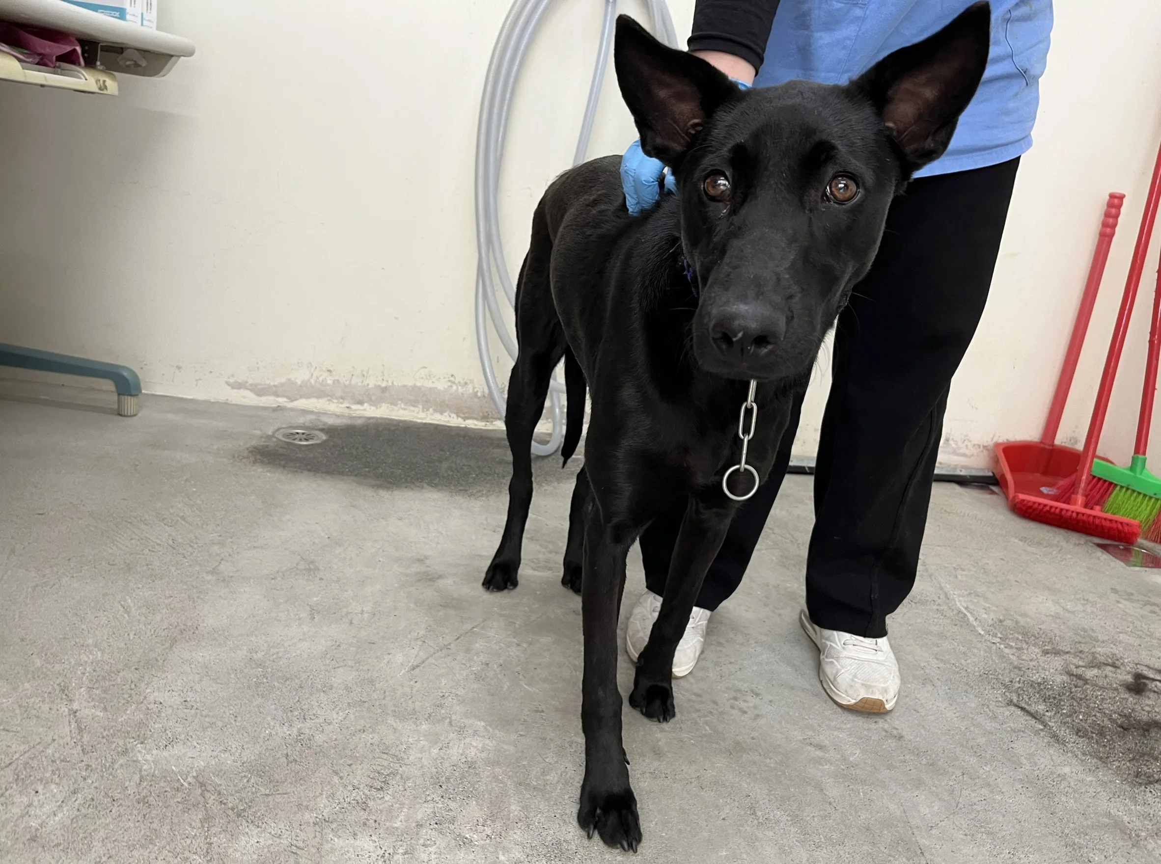 混種犬
